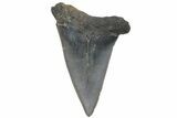 Fossil Mako Tooth - Lee Creek (Aurora), NC #220189-1